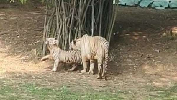 tiger bhilai