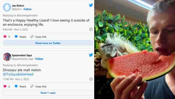 छिपकली को फल खाते हुए देखिए