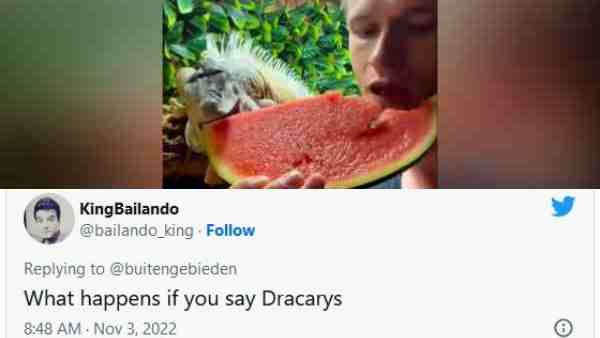 लोगों की नसीहत- कुत्ता या बिल्ली पालें