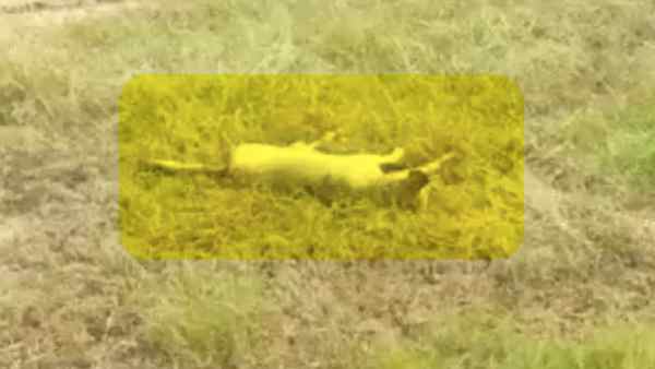 स्ट्रीट डॉग को कुचल कर मार डाला