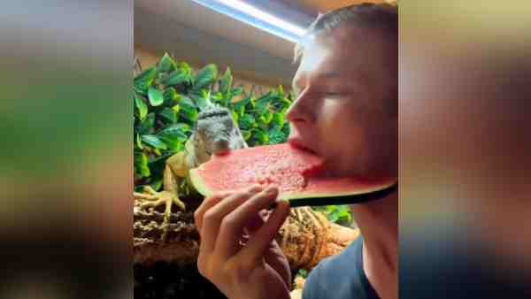 रेंगने वाले जीव इगुआना के साथ तरबूज शेयर