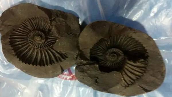 ‘शालिग्राम महाराज’ की भी दी जाती है संज्ञा