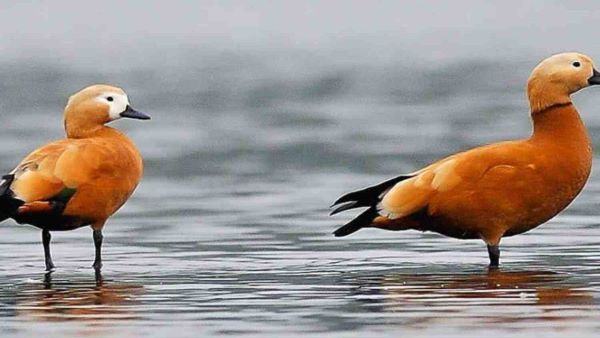 वन्य जीव संरक्षण अधिनियन के तहत होगी कार्रवाई