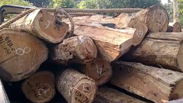सागौन की लकड़ी जब्त 