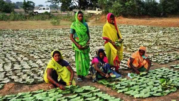 तेंदूपत्ता संग्राहकों के भुगतान मामले में सचिव रहे अलर्ट