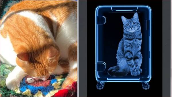 सूटकेस खोला तो....