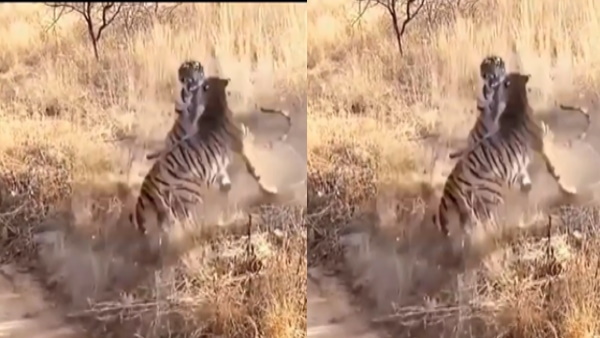 जानें कहां का है ये वीडियो 