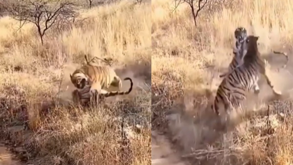 जानें किसने शेयर किया ये वीडियो 