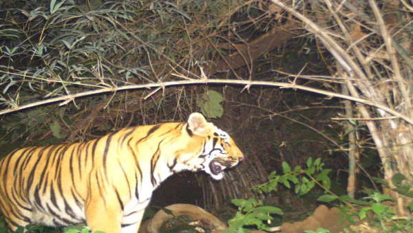 tiger in chhattisgarh tiger in chhattisgarh