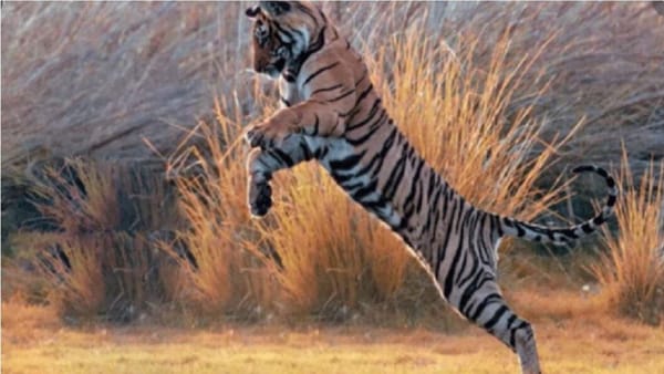 tiger leap tiger leap