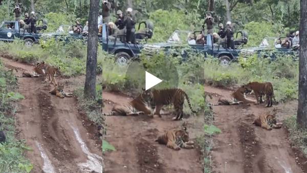 रोमांच से भरपूर सतपुड़ा टाइगर रिजर्व 