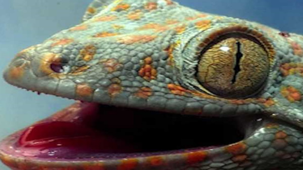  पश्चिम बंगाल से छिपकली तस्‍करी के लिए लाए थे 