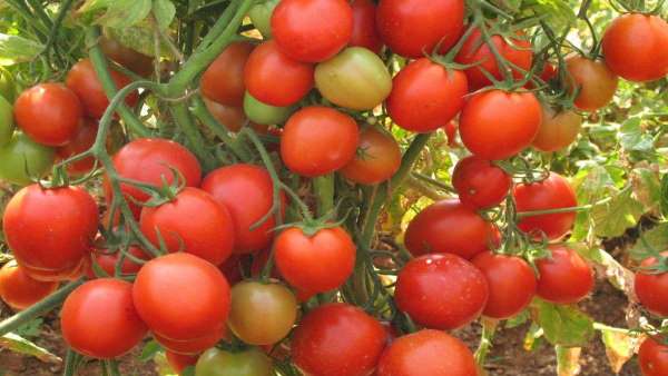 अफ्रीका में टमाटर की फसल बर्बाद