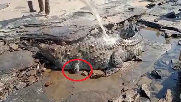 गैसाबाद इलाके में 8 फीट लंबा मगमरच्छ नदी किनारे बैठा था गैसाबाद इलाके में 8 फीट लंबा मगमरच्छ नदी किनारे बैठा था