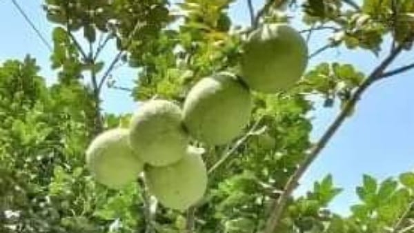 कुछ इस तरह हुआ पेड़ का जन्म