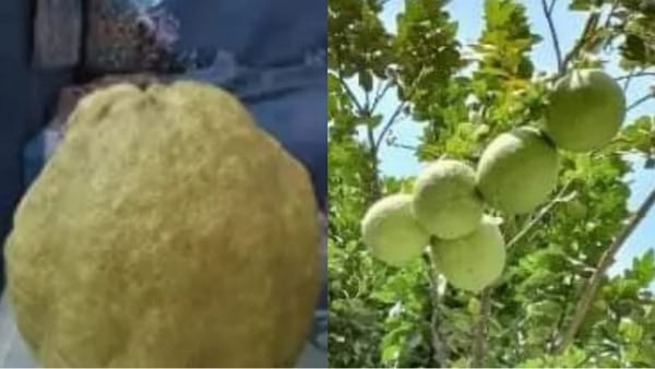 छठ पूजा में है विशेष महत्व