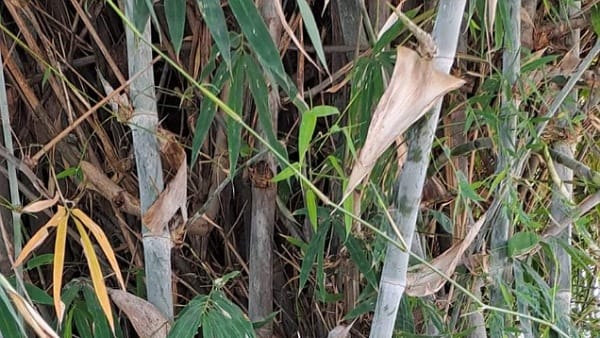 आत्मनिर्भर भारत का अनूठा उदाहरण