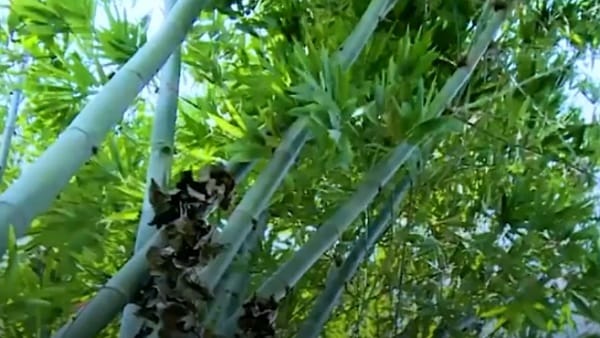 भारत में बांस की अलग क्वालिटी