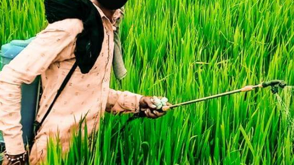 कीटनाशक होता है जहरीला कीटनाशक होता है जहरीला