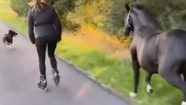 महिला के साथ घोड़े और पालतू कुत्‍ते ने लगाई दौड़