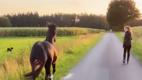 कुत्‍ते के लिए भी फिकरमंद नजर आया घोड़ा 