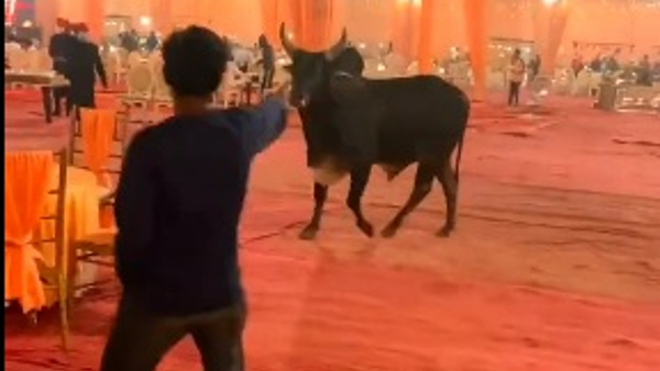 उग्र सांड की हरकत से डरे लोग