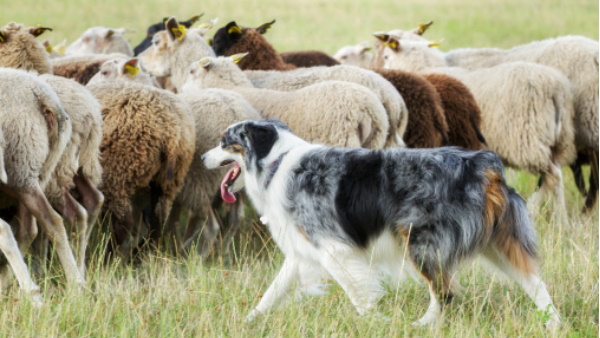 आठों भेड़ियों के बीच करीब आधे घंटे तक भिड़त चली