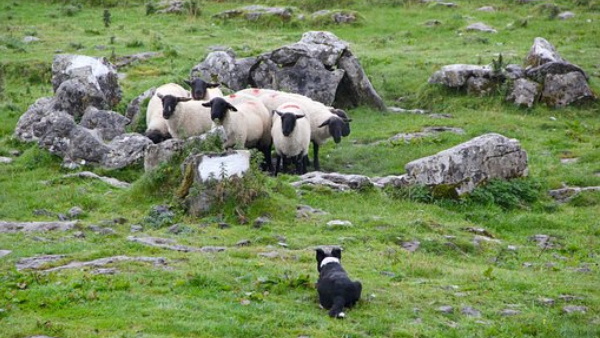 भिड़त के बाद लापता हुआ कैस्पर