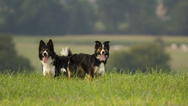 कई दिनों बाद वापस फार्म में लौटा 