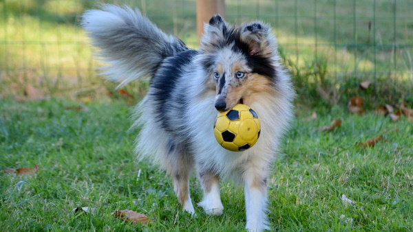 कैस्पर के इलाज के लिए इकट्ठे हुए 15 हजार डॉलर