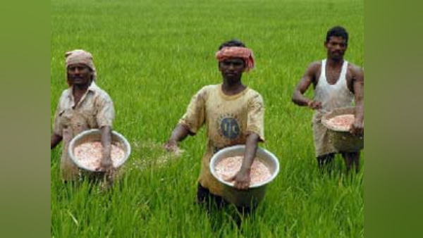 कुछ इस तरह करें यूरिया का छिड़काव 