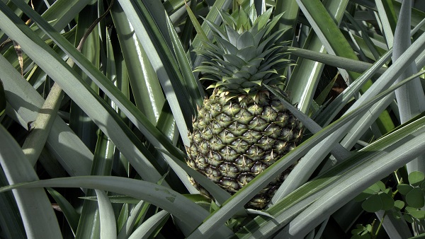 सर्दियों में बेहद गुणकारी