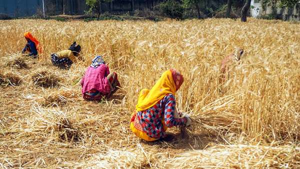 MSP उत्पादन लागत का डेढ़ गुना