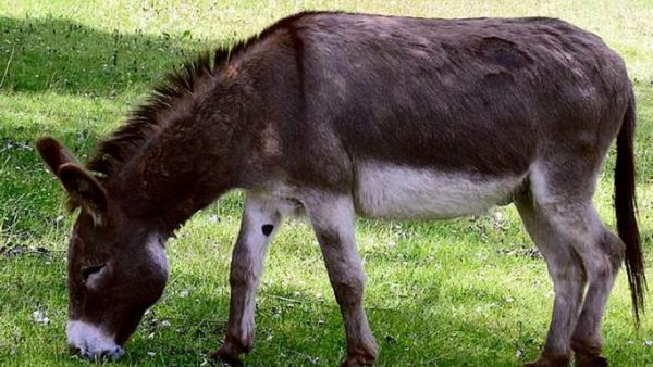 गधे के मांस की चीन में डिमांड गधे के मांस की चीन में डिमांड