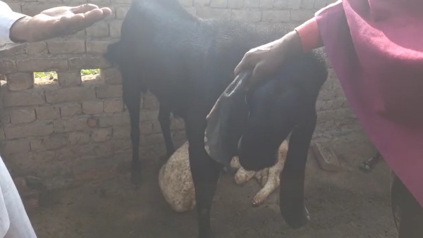 रोजाना आधा लीटर दूध देता है बकरा