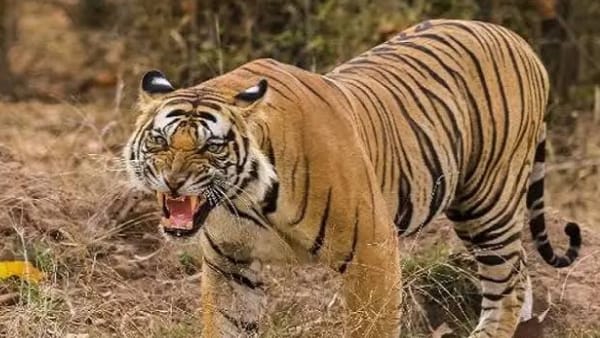 डॉटी के दायीं आंख के ऊपर डी निशान डॉटी के दायीं आंख के ऊपर डी निशान
