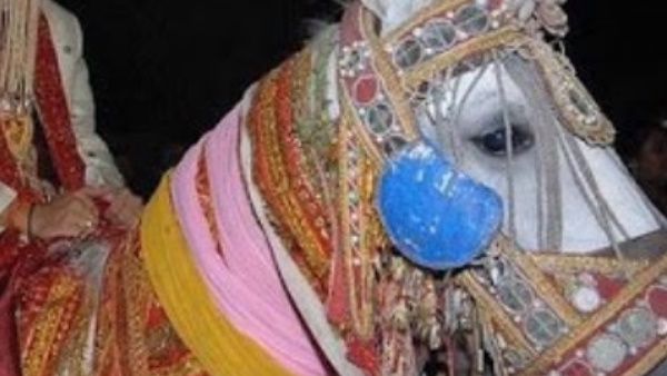 बेटे के सिर पर सेहरा सजाकर घोड़ी पर निकाली बारात 