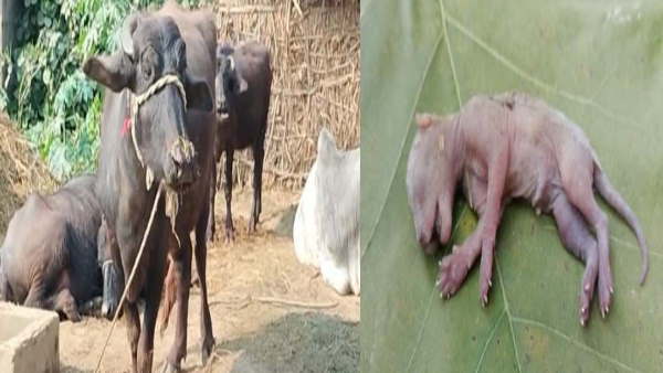 Buffalo gave birth leopard like child people gathered special baby balrampur up news viral video Buffalo gave birth leopard like child people gathered special baby balrampur up news viral video