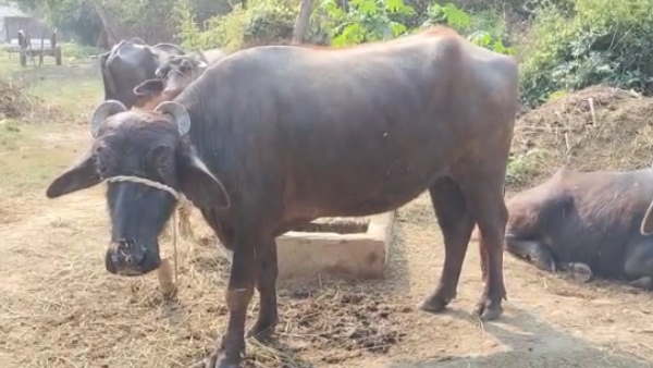 तेंदुए जैसा दिखने वाला भैंस का बच्चा तेंदुए जैसा दिखने वाला भैंस का बच्चा