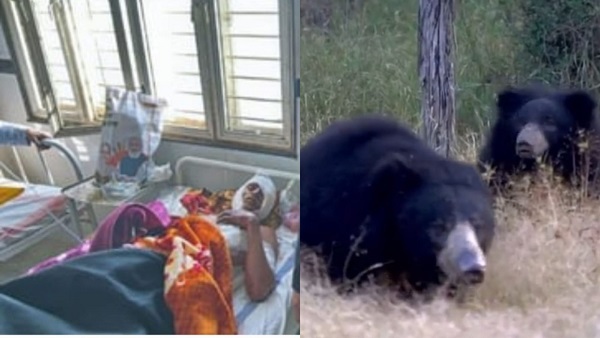 Bhalu ke hamle me kisan Ghayal Bhalu ke hamle me kisan Ghayal