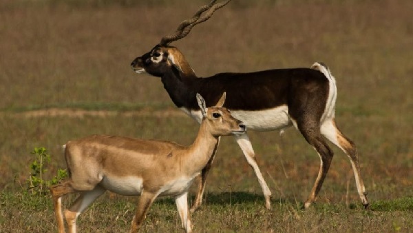 बचने की कोशिश कर रहा था हिरण