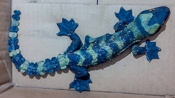 'टोकाय गेयको' नस्ल की छिपकली ज़ब्त