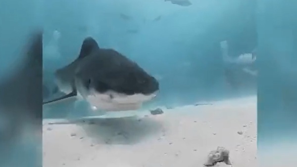 गो-प्रो के साथ लगाया गोता