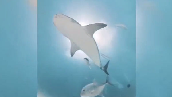 शार्क की खासियत?