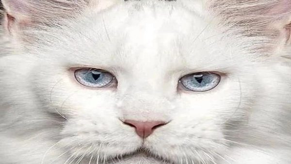 1 मीटर लंबी बिल्ली