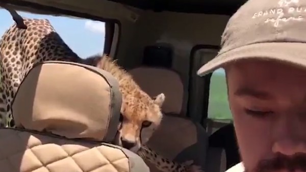 एक छलांग में पहुंचा अंदर एक छलांग में पहुंचा अंदर