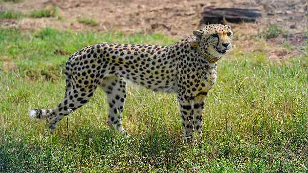 12 से 14 और चीता भारत लाया जाएगा- केंद्र सरकार