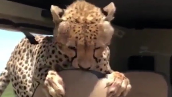 बोनट पर जाकर हुआ खड़ा बोनट पर जाकर हुआ खड़ा