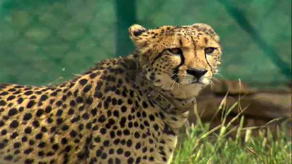 सभी चीतों की निगरानी की जा रही है
