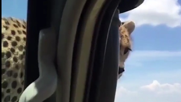 जमकर आ रहे लाइक्स जमकर आ रहे लाइक्स